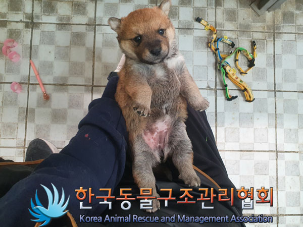 한국동물구조관리협회_441560202300428